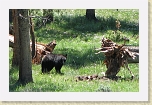 Wyoming2008 481 * Black bear * Black bear * 970 x 627 * (594KB)